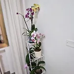 Gasthuis Orchidea Bologna