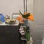 Orchidea Gasthuis