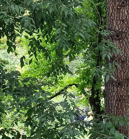 Gæstehus Orchidea Bologna