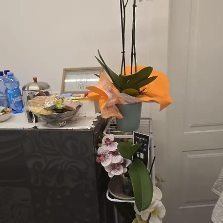 Orchidea Couette-café