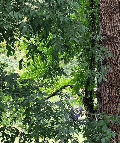 Affittacamere Orchidea Bologna